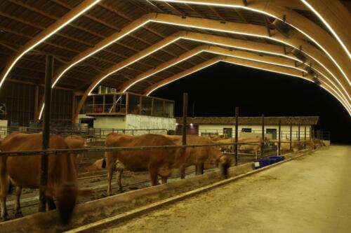 Galpao-Agricola-Final-11